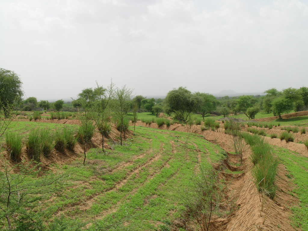 V-ditch contour bunding with panipula as vegetative barrier on sloppy land